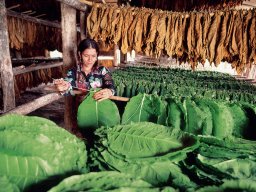 curado del tabaco jicome credit media photos dominican republic tourism board